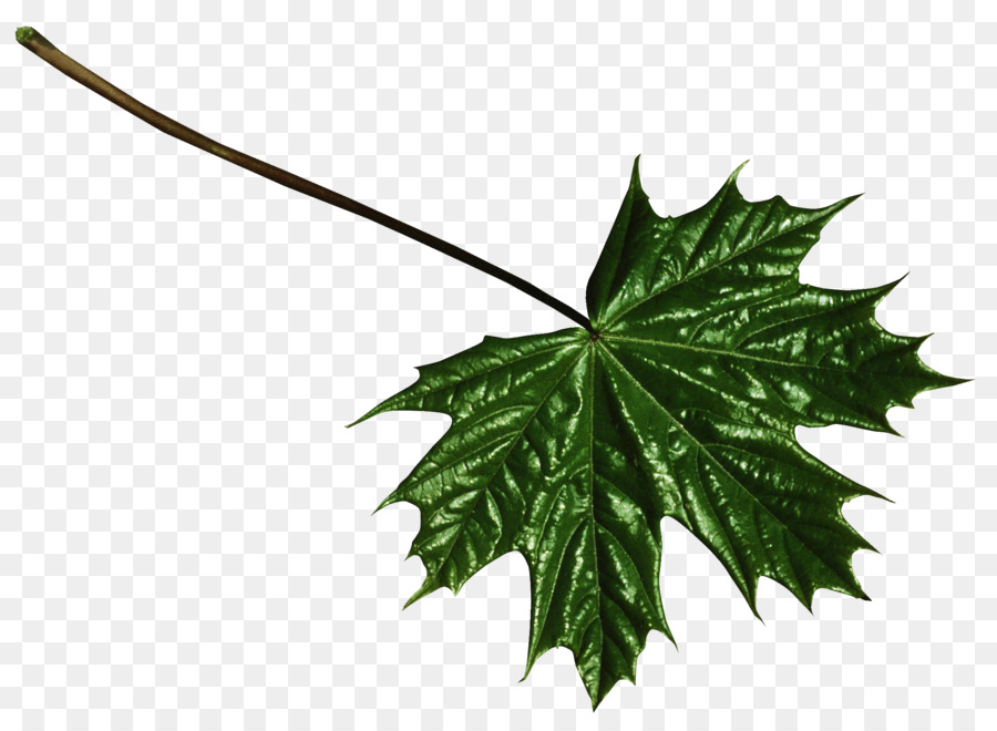 Folha，Maple Leaf PNG