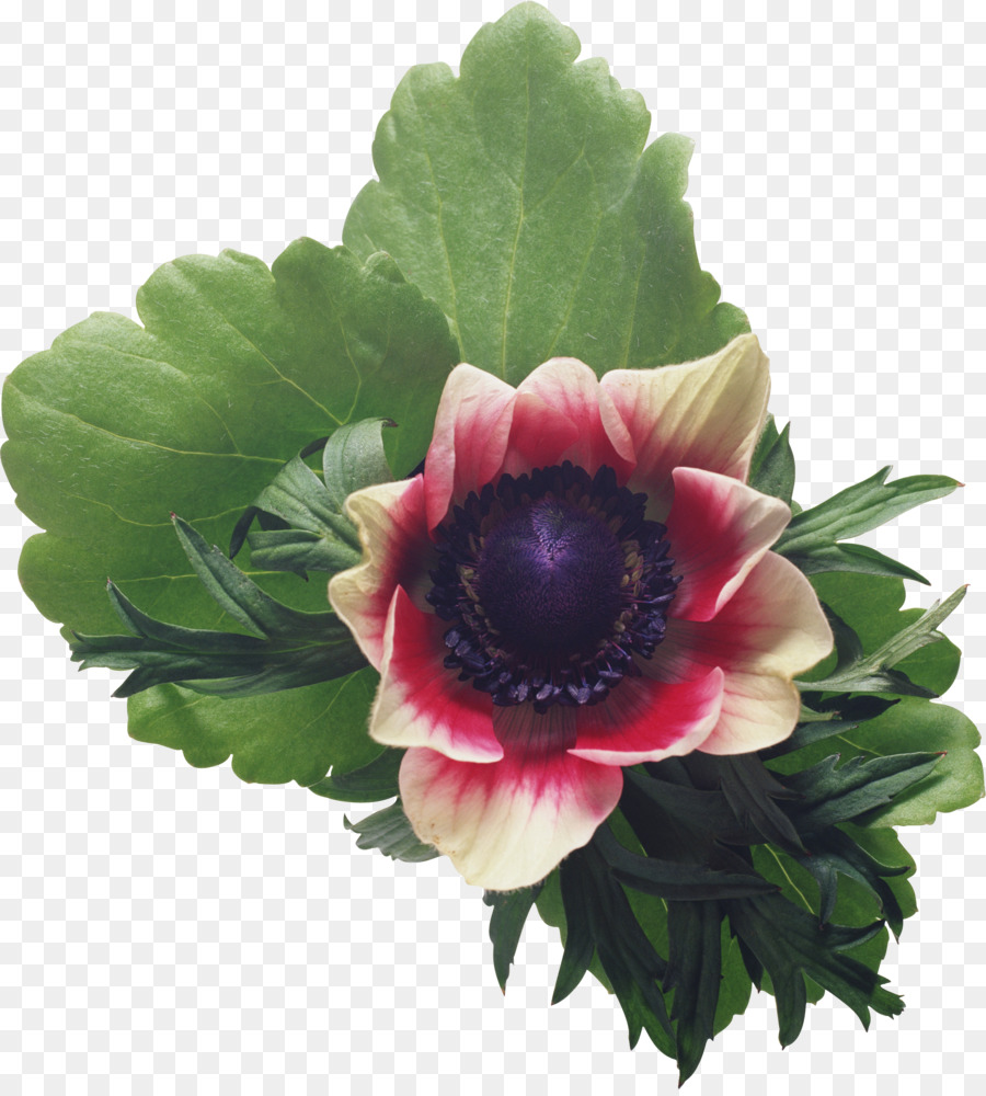 Iglu，Flor PNG