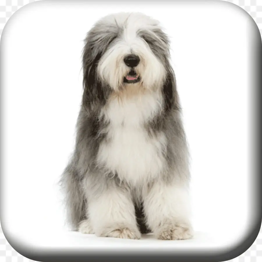 Bearded Collie，Rough Collie PNG