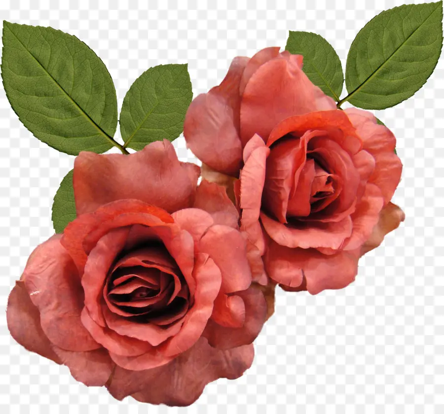 Rosa Vermelha，Folhas PNG