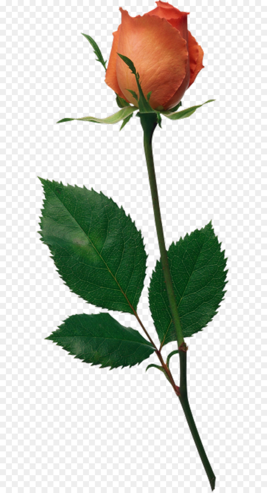 Rosa Rosa，Florescer PNG