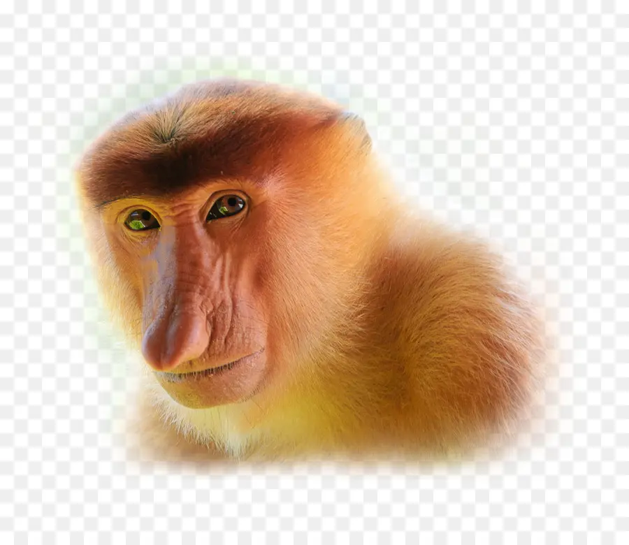 Macaco Narigudo，Macaco PNG