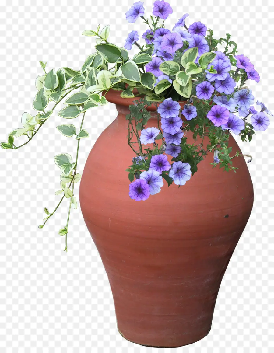 Flor，Violeta PNG