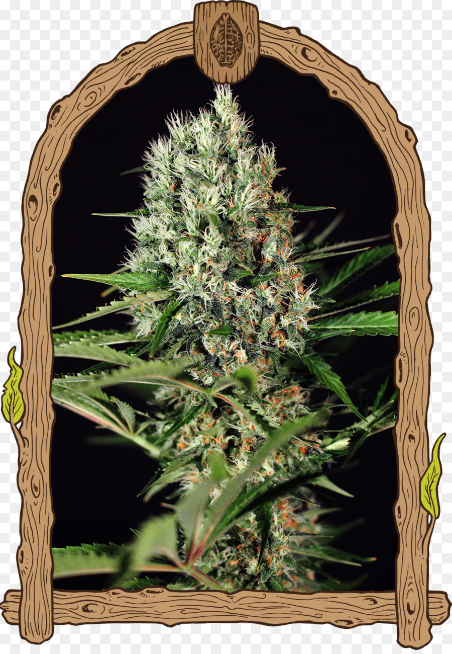 Cannabis，Maconha PNG