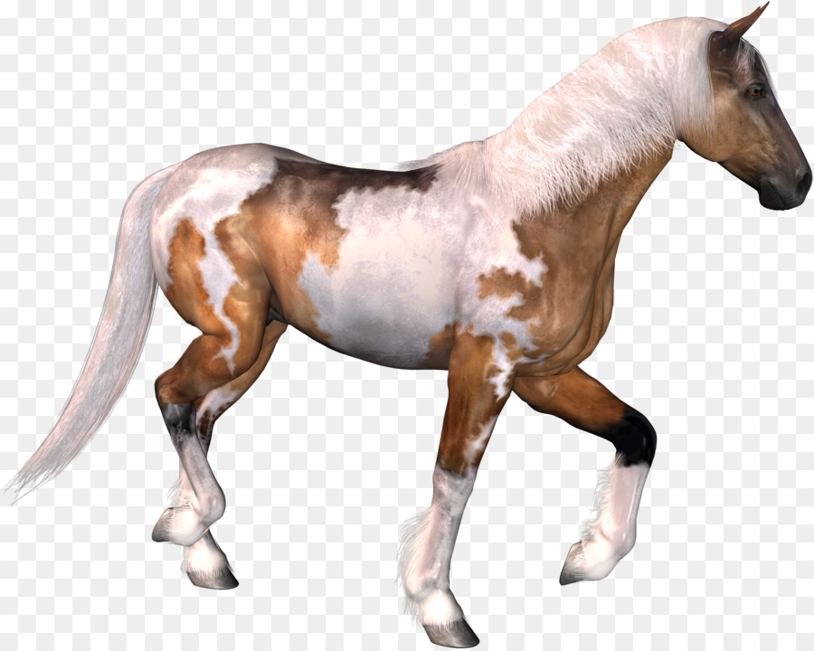 Cavalo，Animal Pack PNG