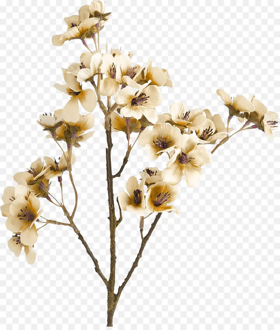 Flor，Brown PNG