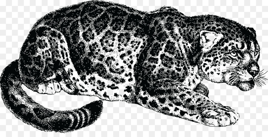 Leopardo，Selvagem PNG