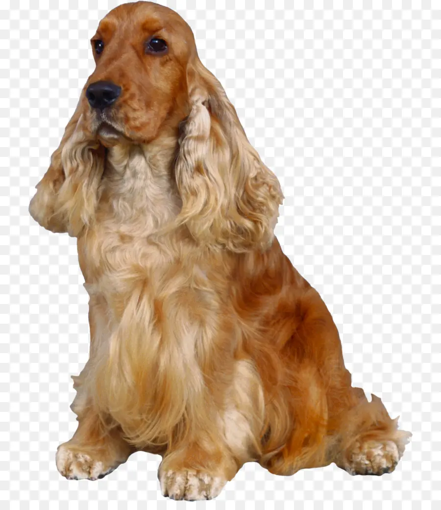 Cocker Spaniel Inglês，American Cocker Spaniel PNG