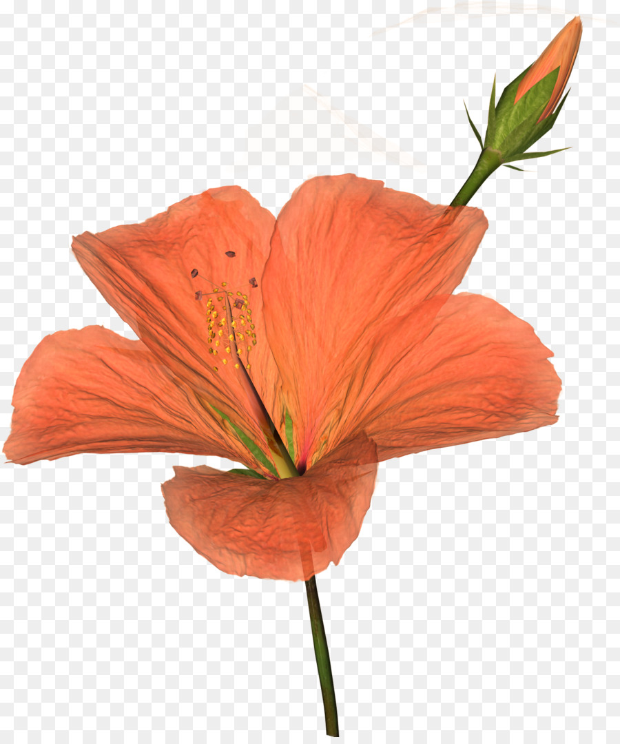 Flor，Branco PNG