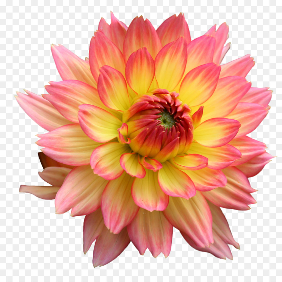 Flor，Florescer PNG