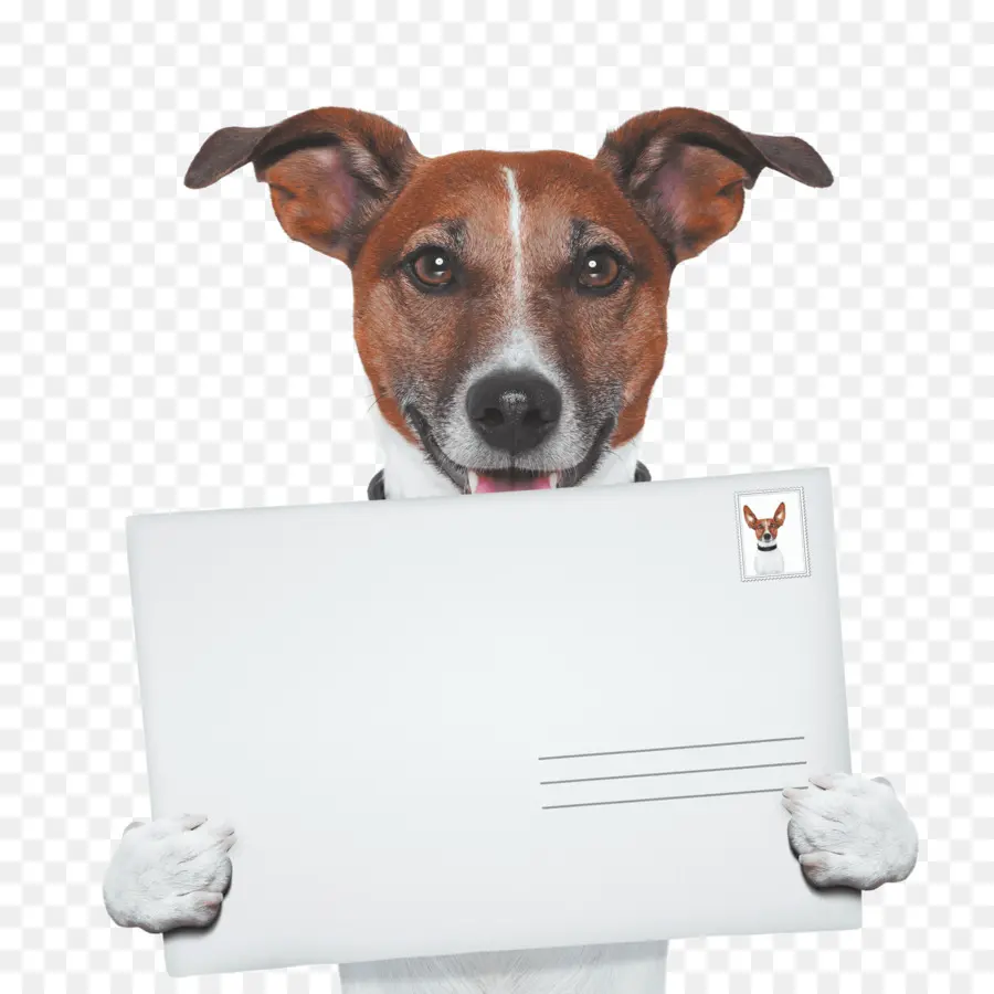 Cachorro Com Envelope，Correspondência PNG