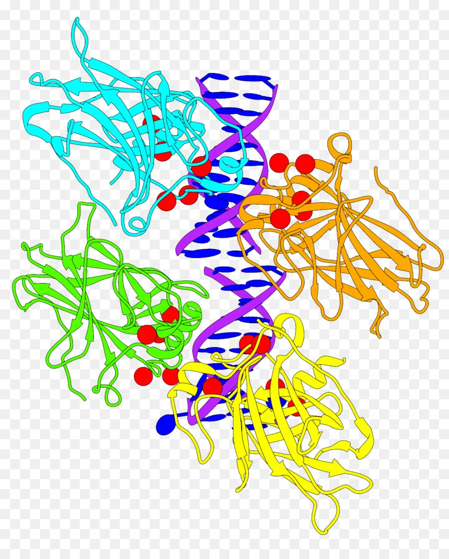 Proteína，Estrutura PNG