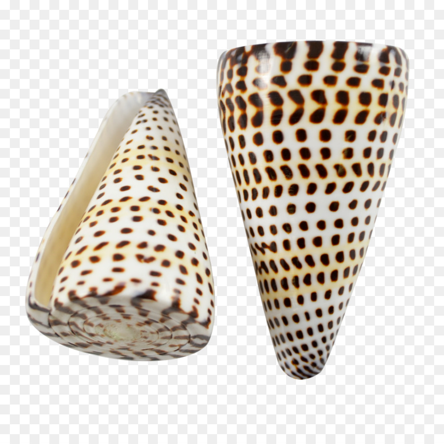 Conus Marmoreus，Gastrópodes PNG