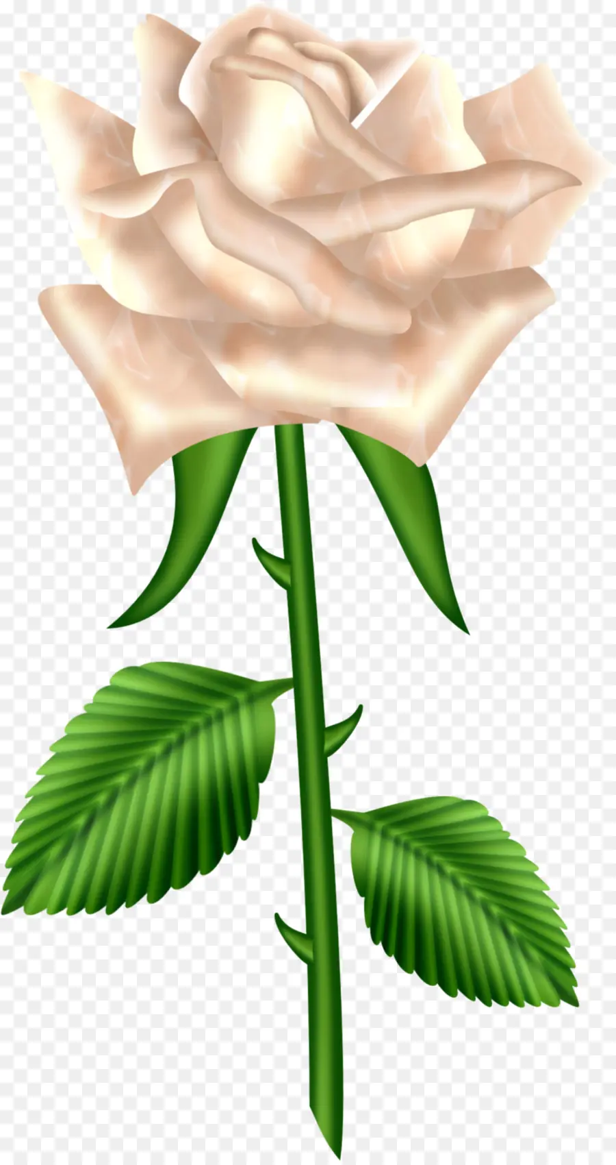 Rosa Branca，Florescer PNG