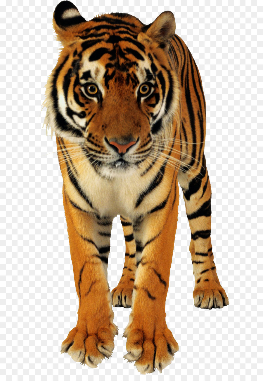 Tigre，Gato Grande PNG