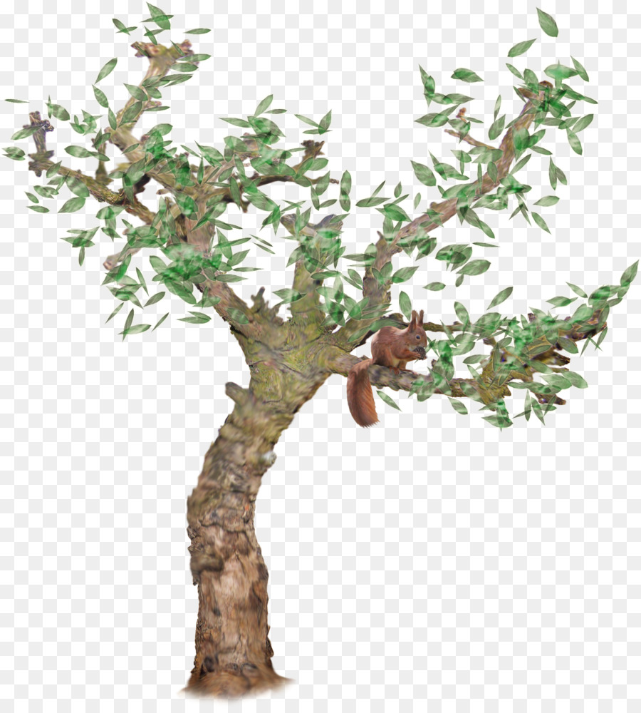 Esquilo，árvore Do Esquilo PNG