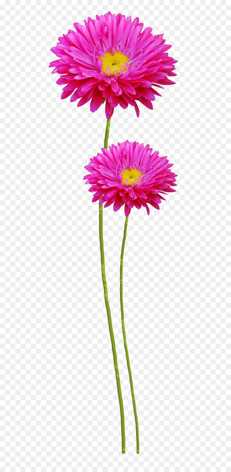 Flor Rosa，Tronco PNG