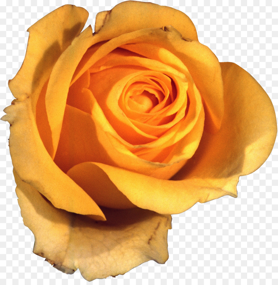 Rosa Branca，Florescer PNG