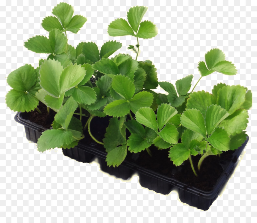 Plantas De Morango，Folhas PNG