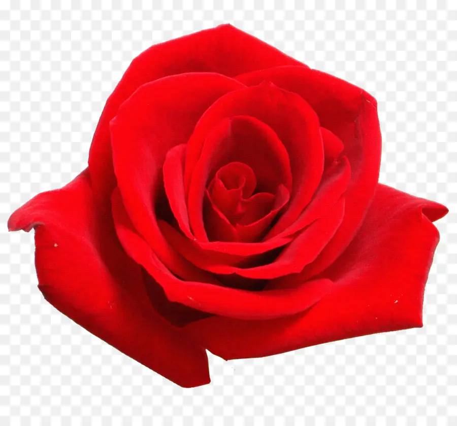 Rosa Vermelha，Flor PNG