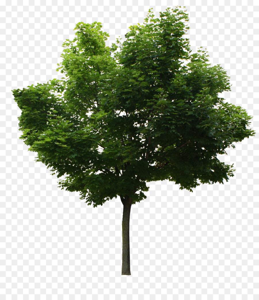 árvore，Número Mágico PNG