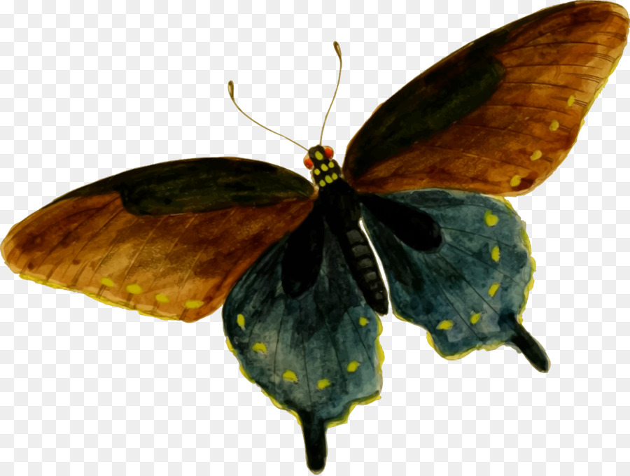 Borboleta，Vermelho PNG