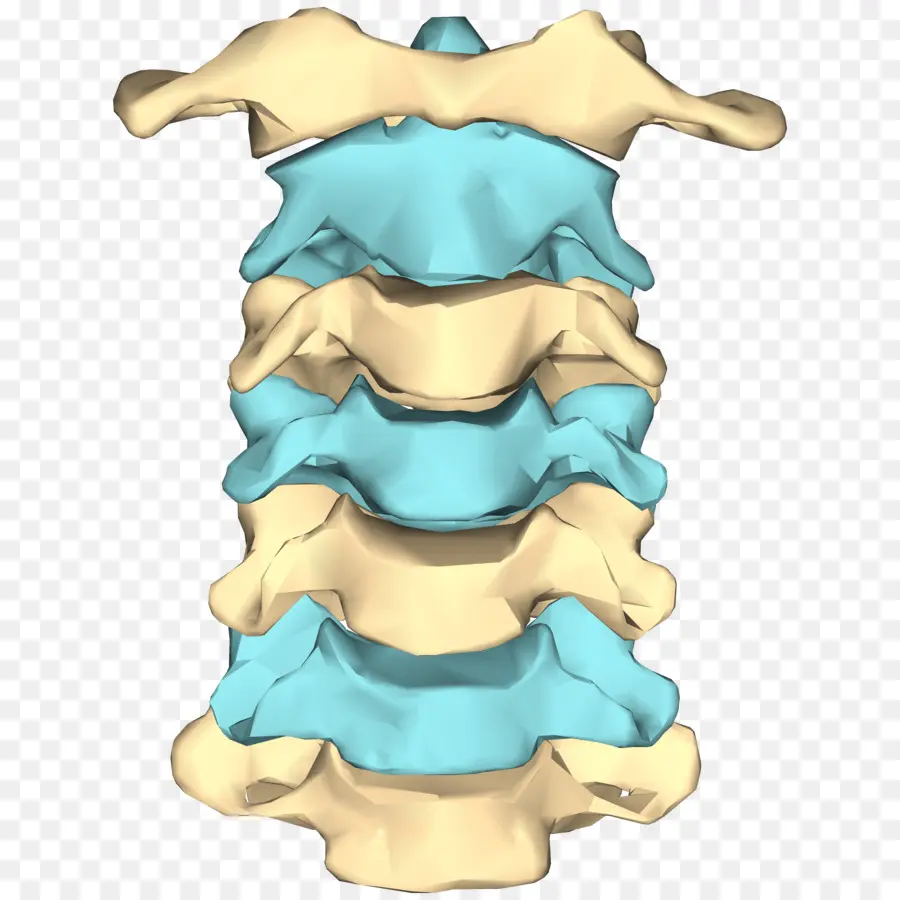 Vértebras Cervicais，Coluna PNG