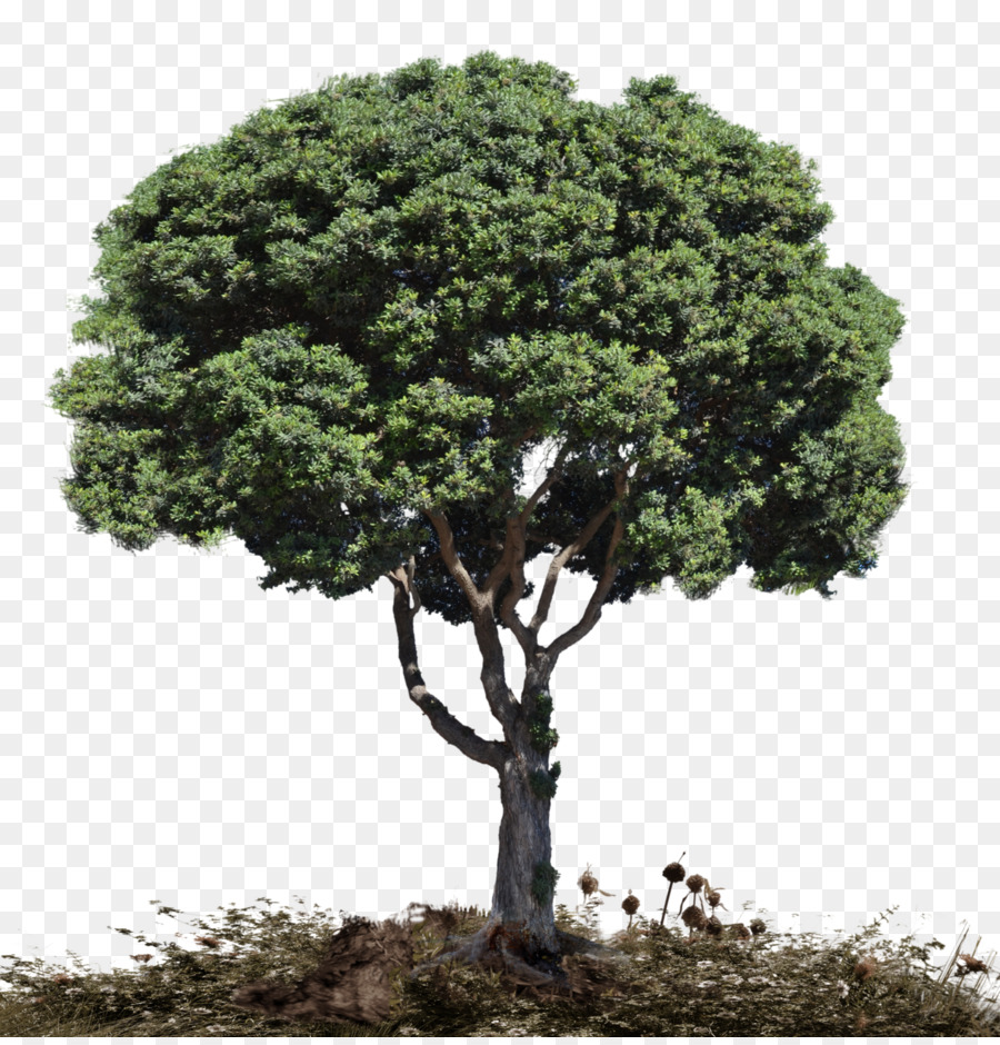 árvore，Plantas Lenhosas PNG