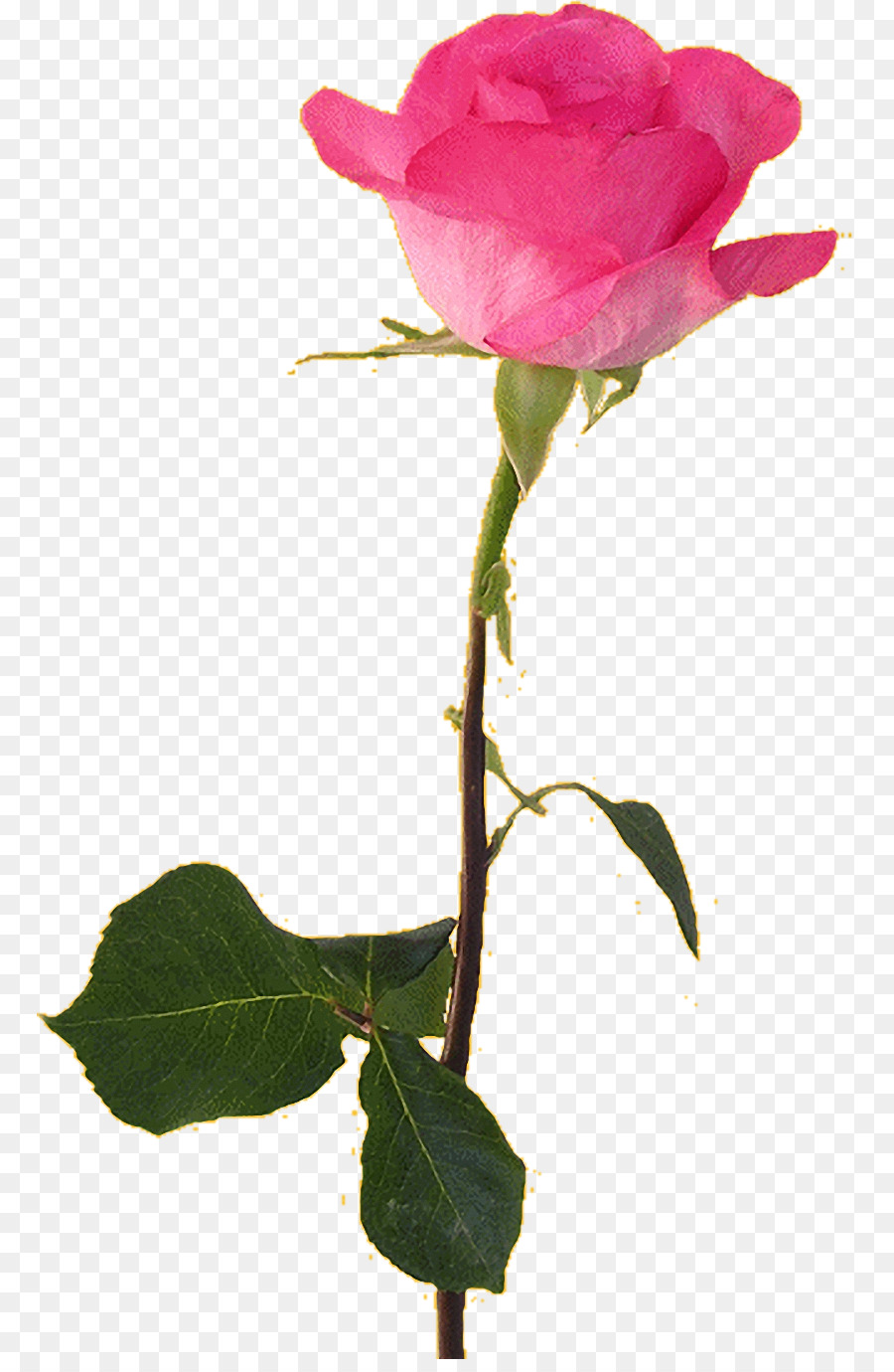 Rosa Rosa，Florescer PNG