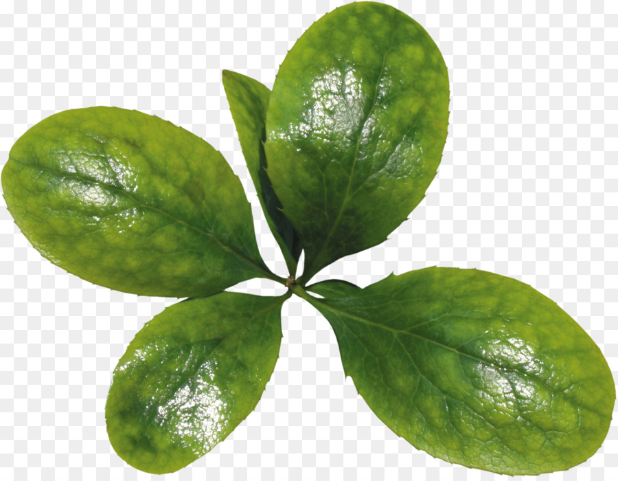 Folhas Verdes，Plantar PNG