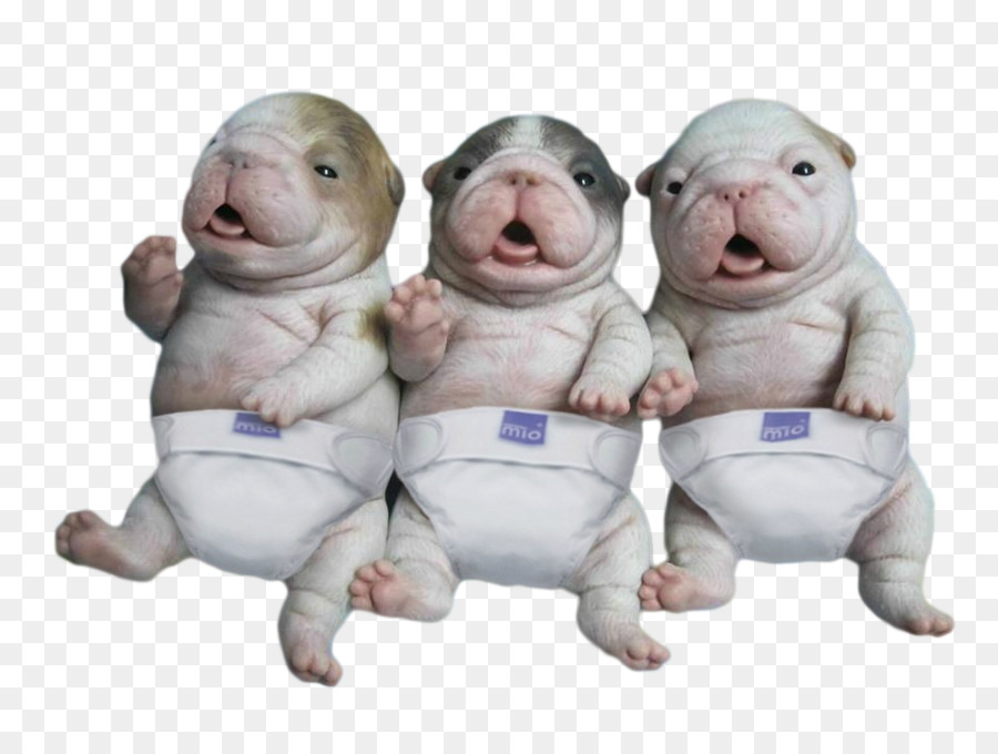 Filhote De Cachorro，Bulldog PNG