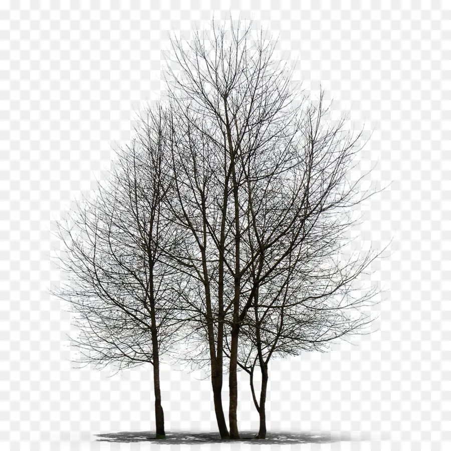 Populus Alba，árvore PNG