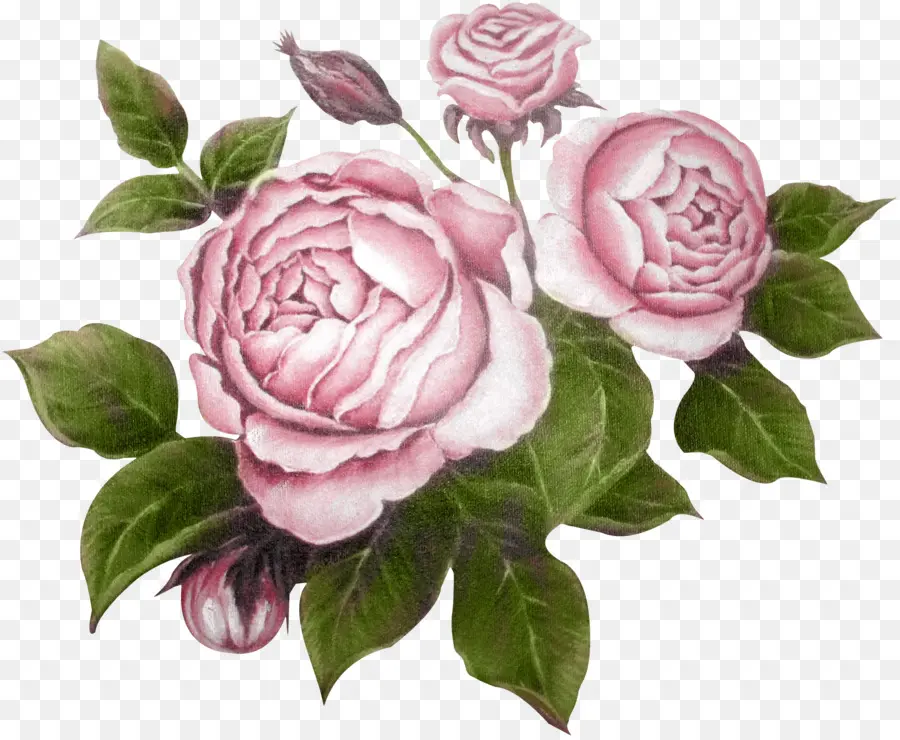 As Rosas Do Jardim，Flor PNG