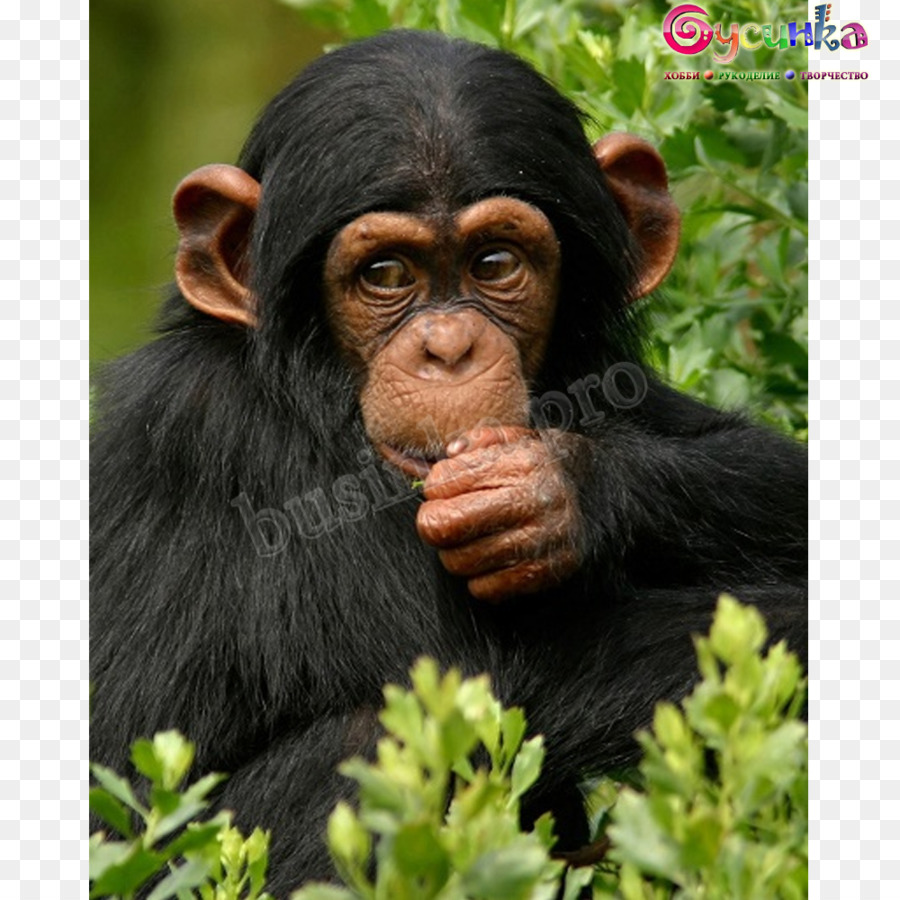 Chimpanzé，Ilha Ngamba Chimpanzé Santuário PNG