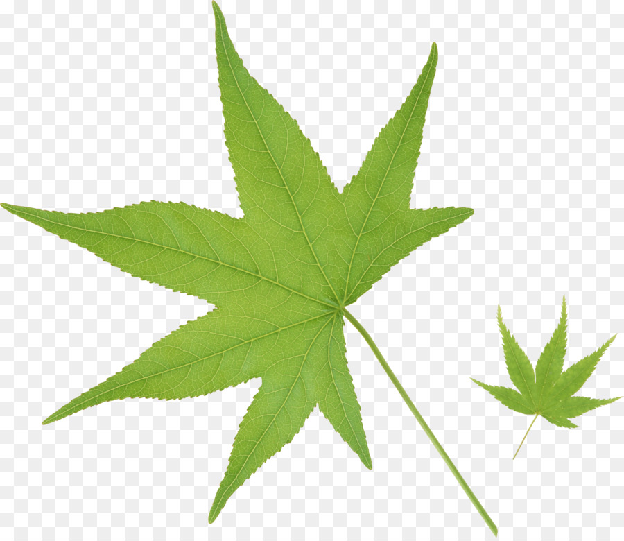 Folha De Cannabis，Maconha PNG