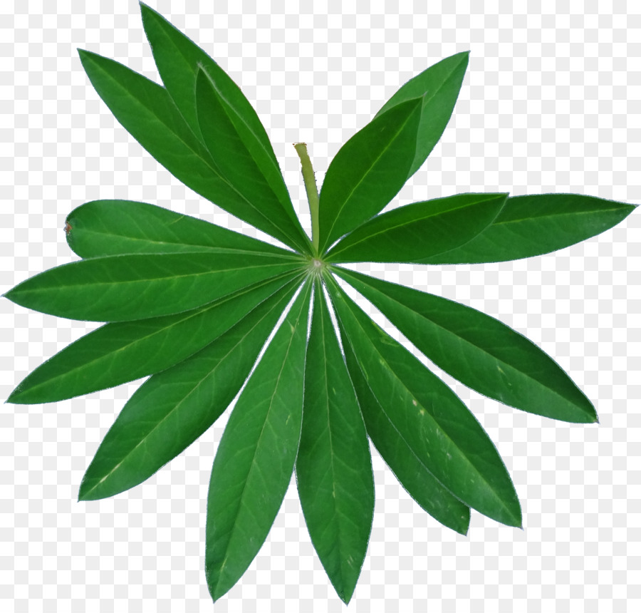 Folha Verde，Natureza PNG