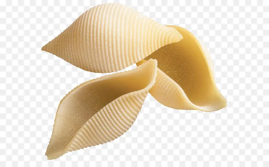 Macarrão Conchiglie，Concha PNG