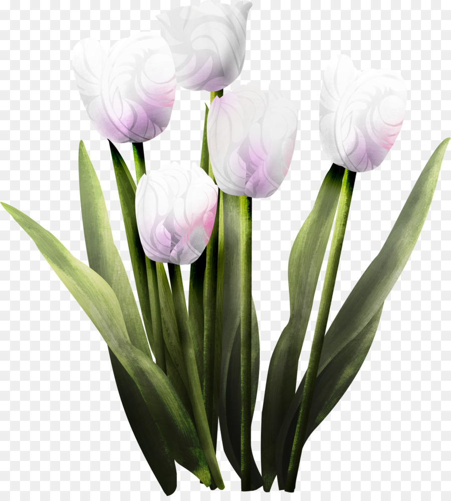 Tulipas Brancas，Florescer PNG