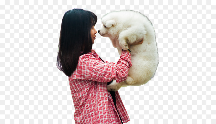 Filhote De Cachorro，Samoyed Cão PNG