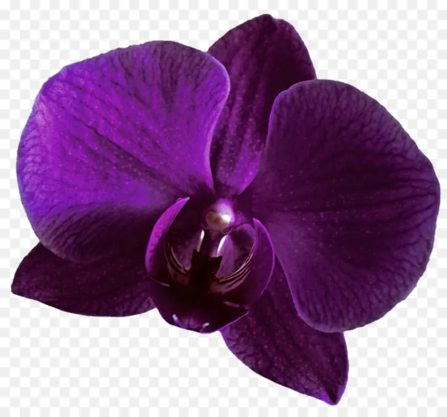 Orquídeas，Violeta PNG