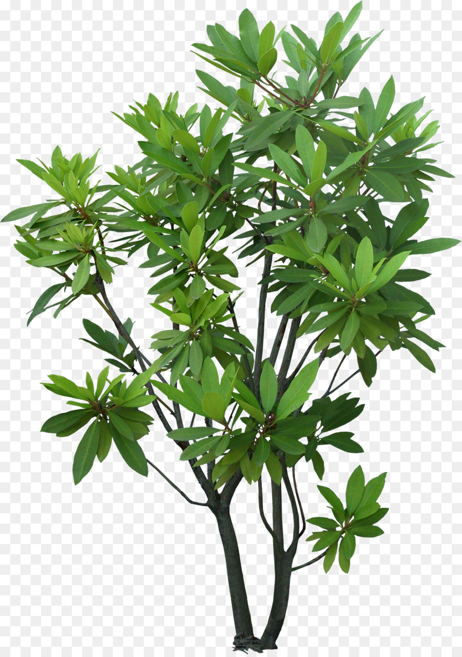 Rvore Arbusto Planta Png Transparente Gr Tis