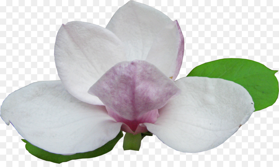Magnolia，A Floração Da Planta PNG