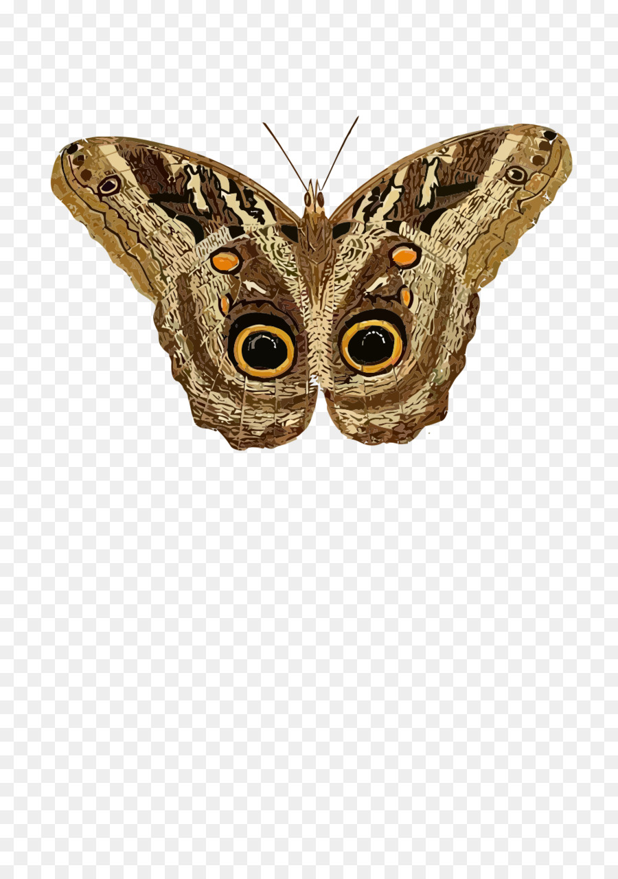 Traça，Borboleta PNG