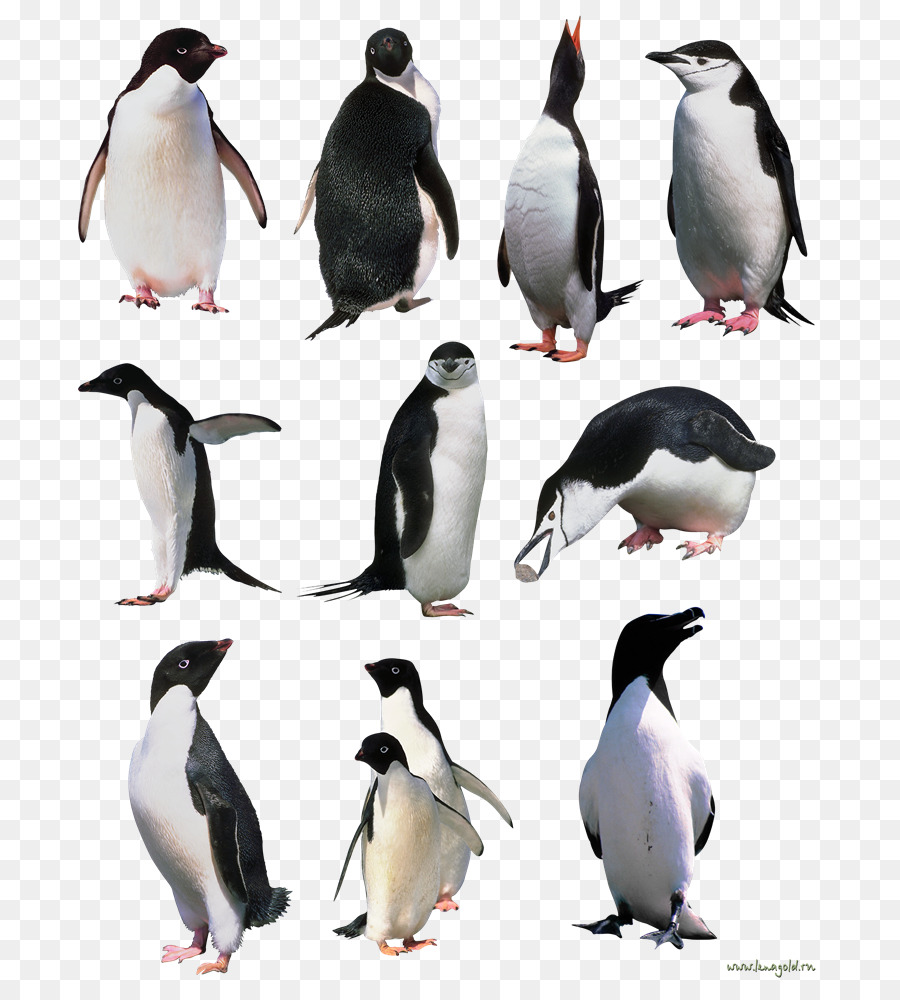 Penguin，ícones Do Computador PNG