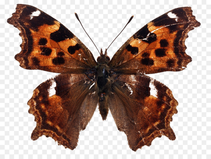 Borboleta，Inseto PNG