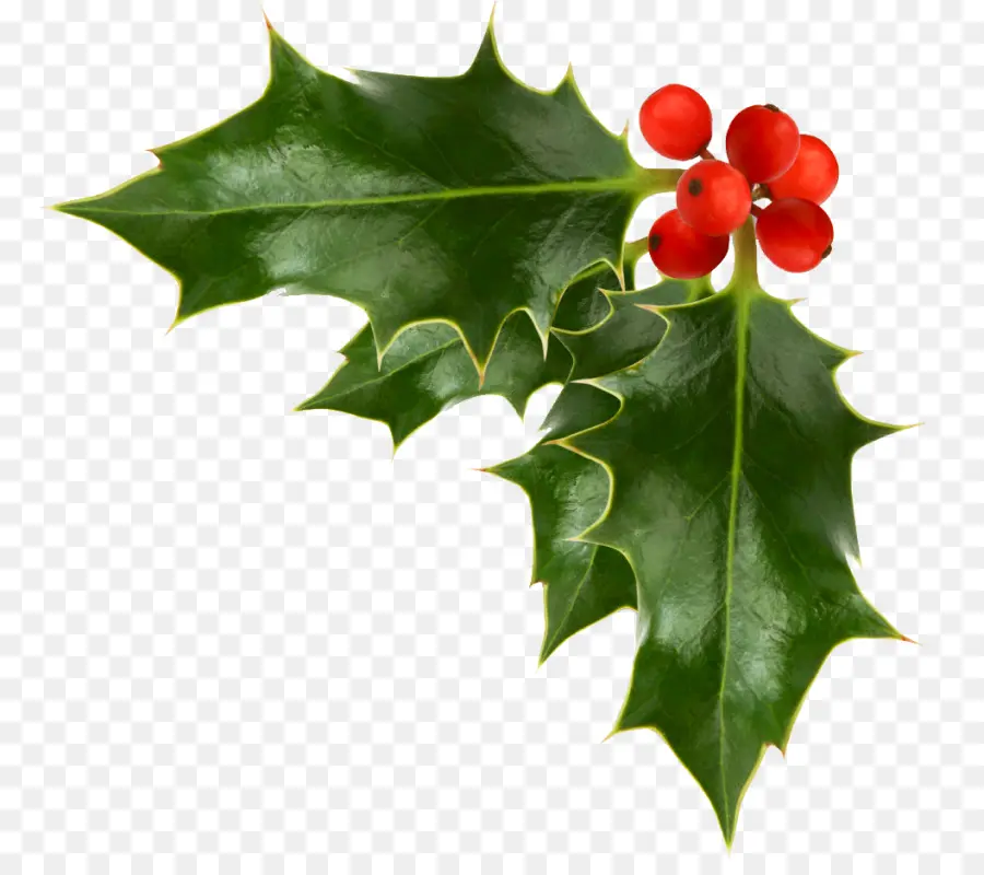 Natal，Comum Holly PNG