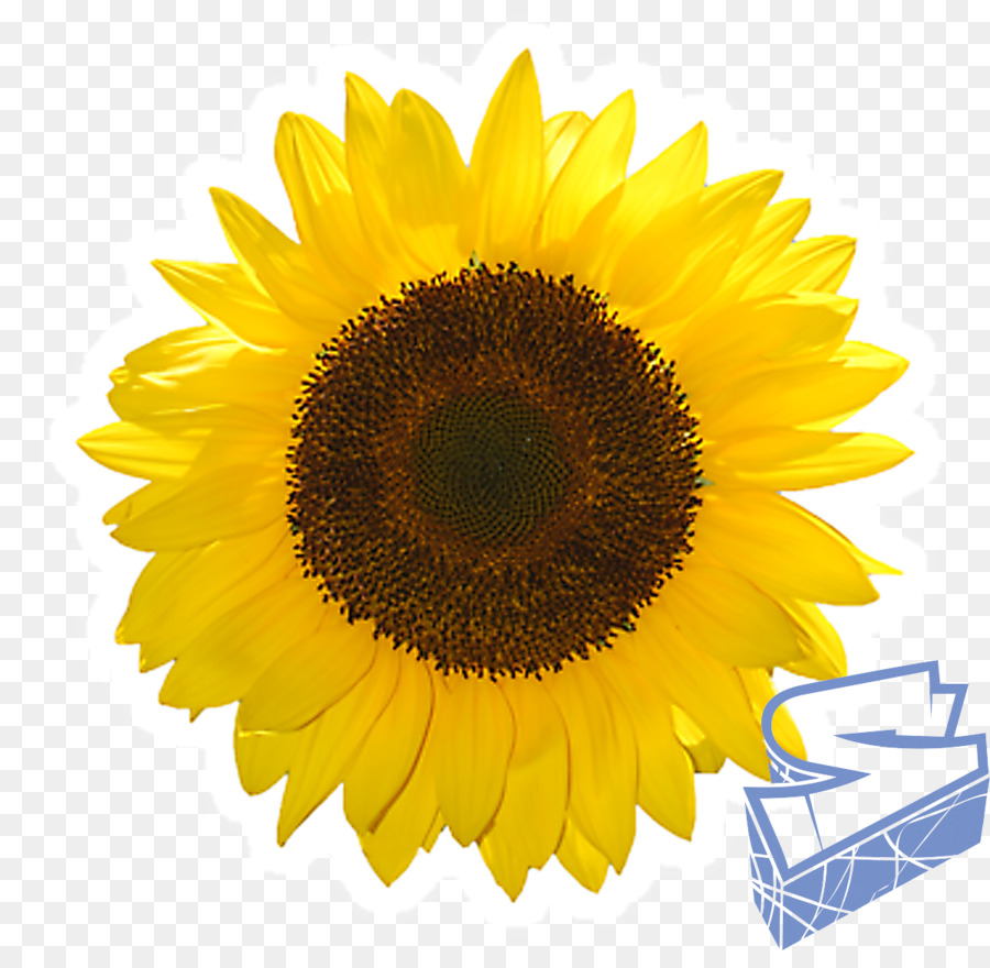 Girassol，Amarelo PNG