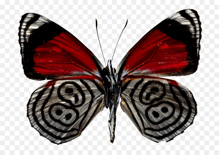 Borboleta Vermelha E Preta，Asas PNG