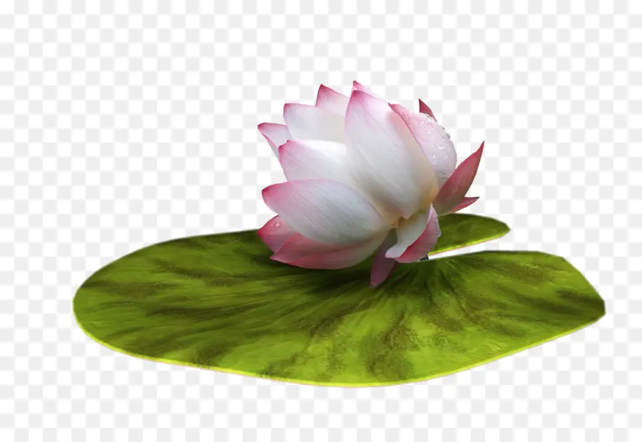 Lótus Branco，Flor PNG