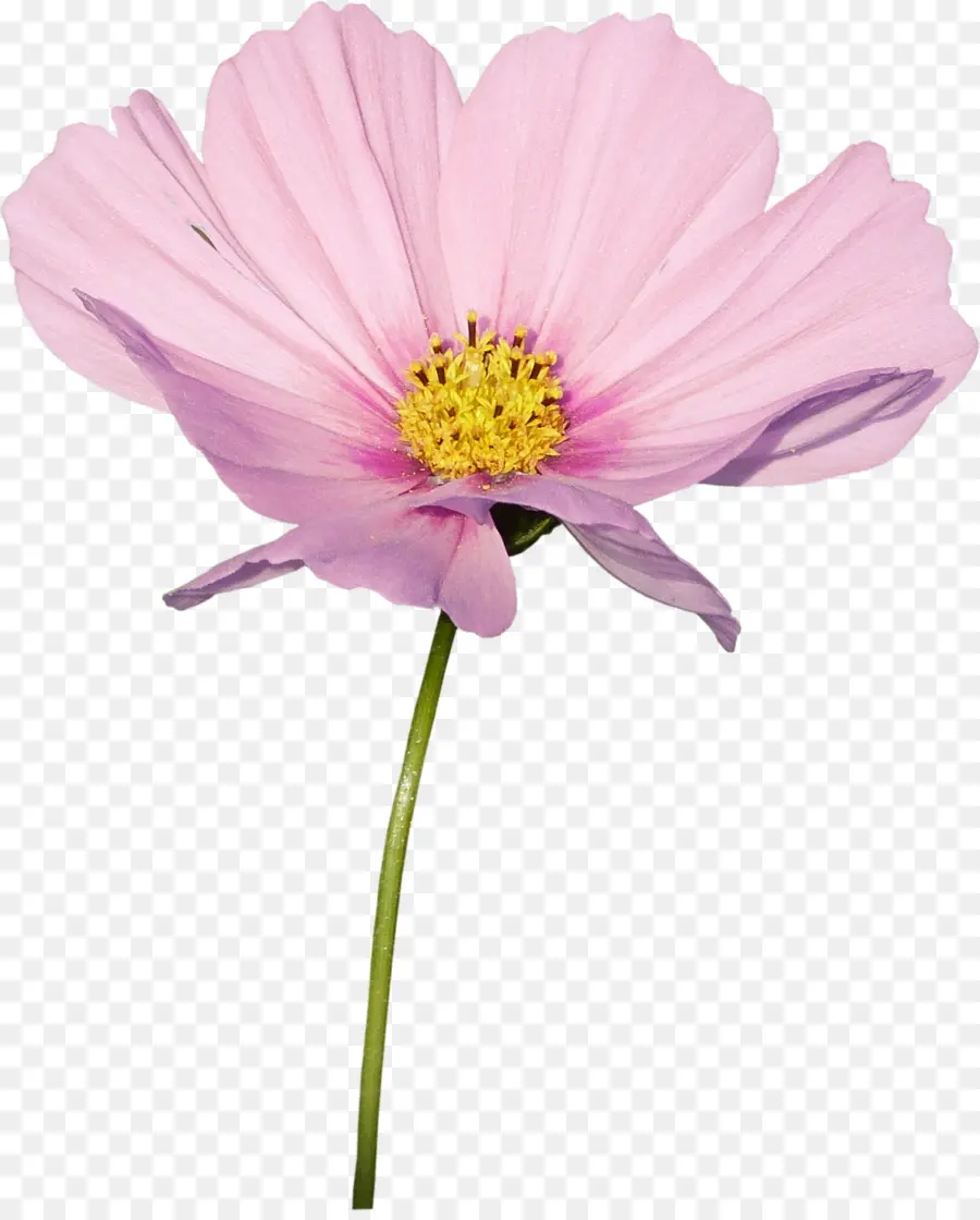 Cosmos，Flor PNG